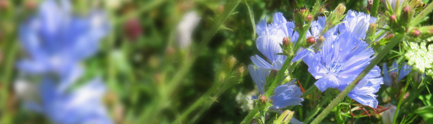 Startseite zahnkunsttechnik wegwarte 2 1500x430 - Startseite